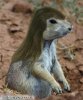 mullet-2.jpeg