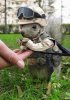 squirrelarmymedal.jpeg
