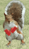 boxing_squirrel.gif