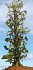 Beanstalk.jpg