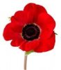 th_poppy-1[1].jpg