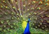 real%20peacock.jpg