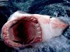 great_white_shark_south_africa6.jpg