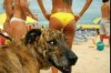 Dogsniff.jpg