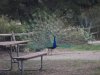 35 Santa Paula KOA Host Sign of Approval.jpg