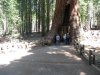 83 Tunnel through tree.jpg