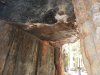 84 Inside Giant Tree.jpg