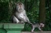 Monkeys.jpg