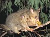 220px-Brushtail_possum.jpg