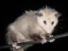 possum1.png