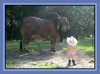 BullLittleCowboy.jpg