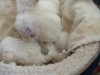 kittens white flame point.jpg