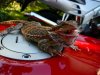 Bike Pictures 083.jpg