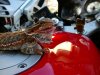 Bike Pictures 084.jpg