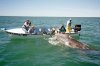 BajaGrayWhale-600x396.jpg