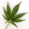 marijuana-leaf  jpg.jpg