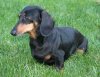 Weiner.jpg
