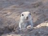 Ground%20squirrel%201.jpg