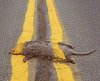roadkill8rr.jpg