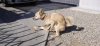 dog-humping-duck.jpg