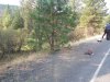 6 Scene, furrow in gravel, damage to tree.jpg