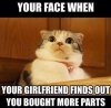 cat.jpg