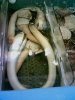 220px-GooeyduckSeafood.jpg