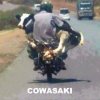 cow.jpg