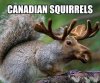 Canadian Squirrels.jpg