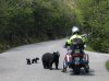 Bears.jpg