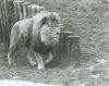 Lion.jpg