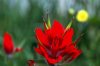 WR87 indian paint brush.jpg