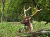 elk_1200.jpg