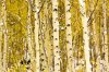 aspen trees1.jpg