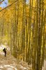 aspen trees2.jpg