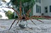 DSC04992 Wolf Spider.jpg