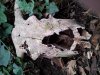 2016 01 17VCDOC CCT Steer Skull 2.jpg