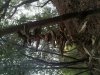2016 01 17 VCDOC CCT Wind Chime.jpg