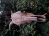 2016 01 17 CCT Steer Skull 1.jpg