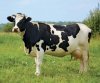 cow.jpg