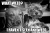 weed.jpg