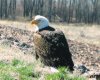 Bald eagle-no date.jpg