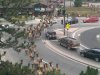 Elk in Evergreen.jpg