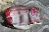 VF500 Petrol tank 84_85.jpg
