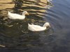 IMG_0848.jpg