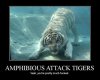 aqua tiger.jpg