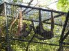 Monkeys.jpg