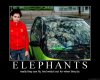 ELEPHANTS.jpg
