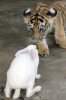 tiger-300.jpg