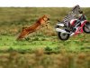 zebra-on-motorcycle-1024x768.jpg